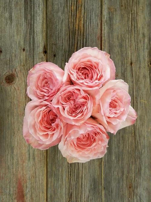 PINK OHARA  PINK GARDEN ROSES